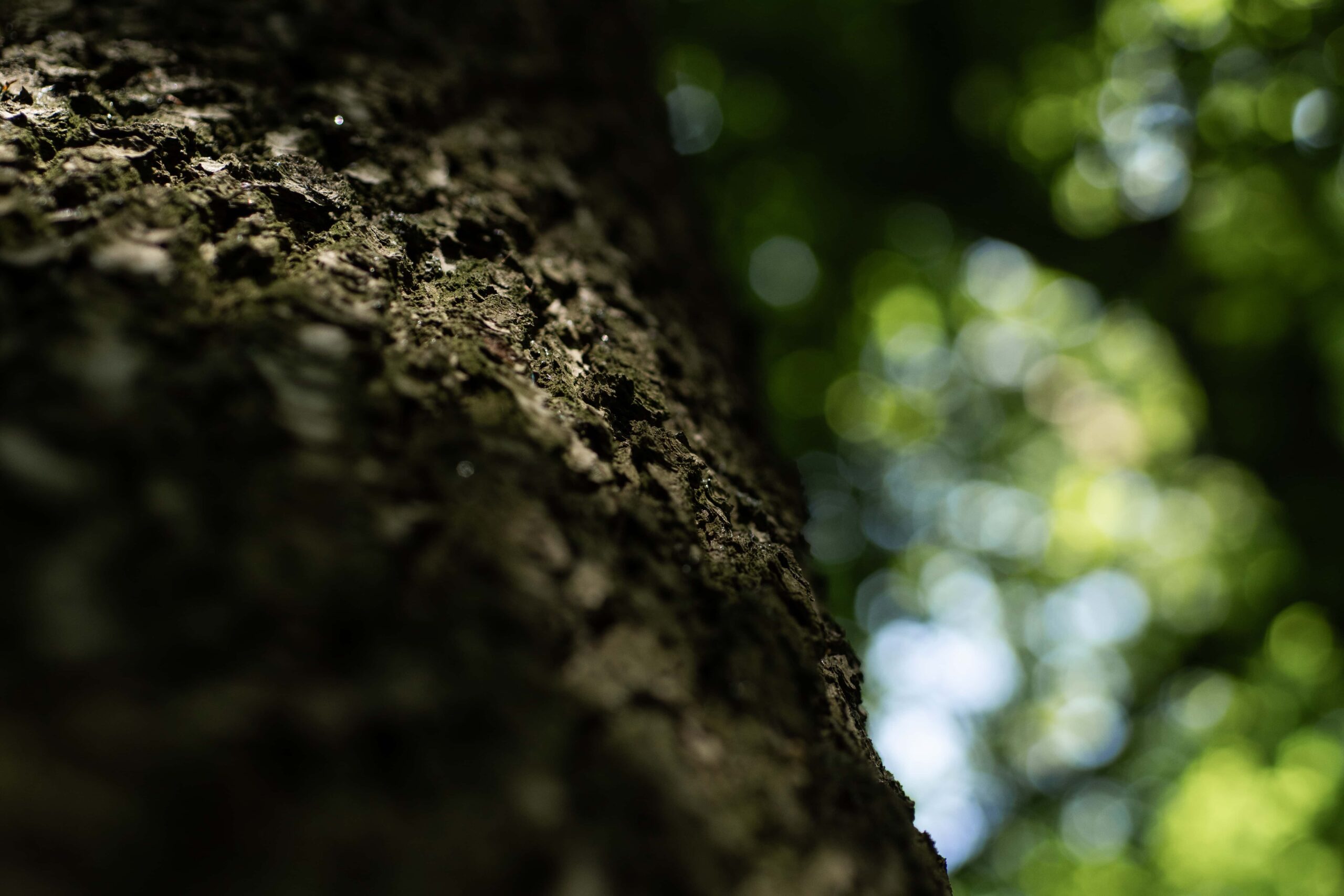 Ruhestätte an einem Försterbaum im Ruhewald Sandfort, umgeben von natürlicher Vegetation, bietet einen ruhigen und harmonischen Platz für den letzten Abschied.