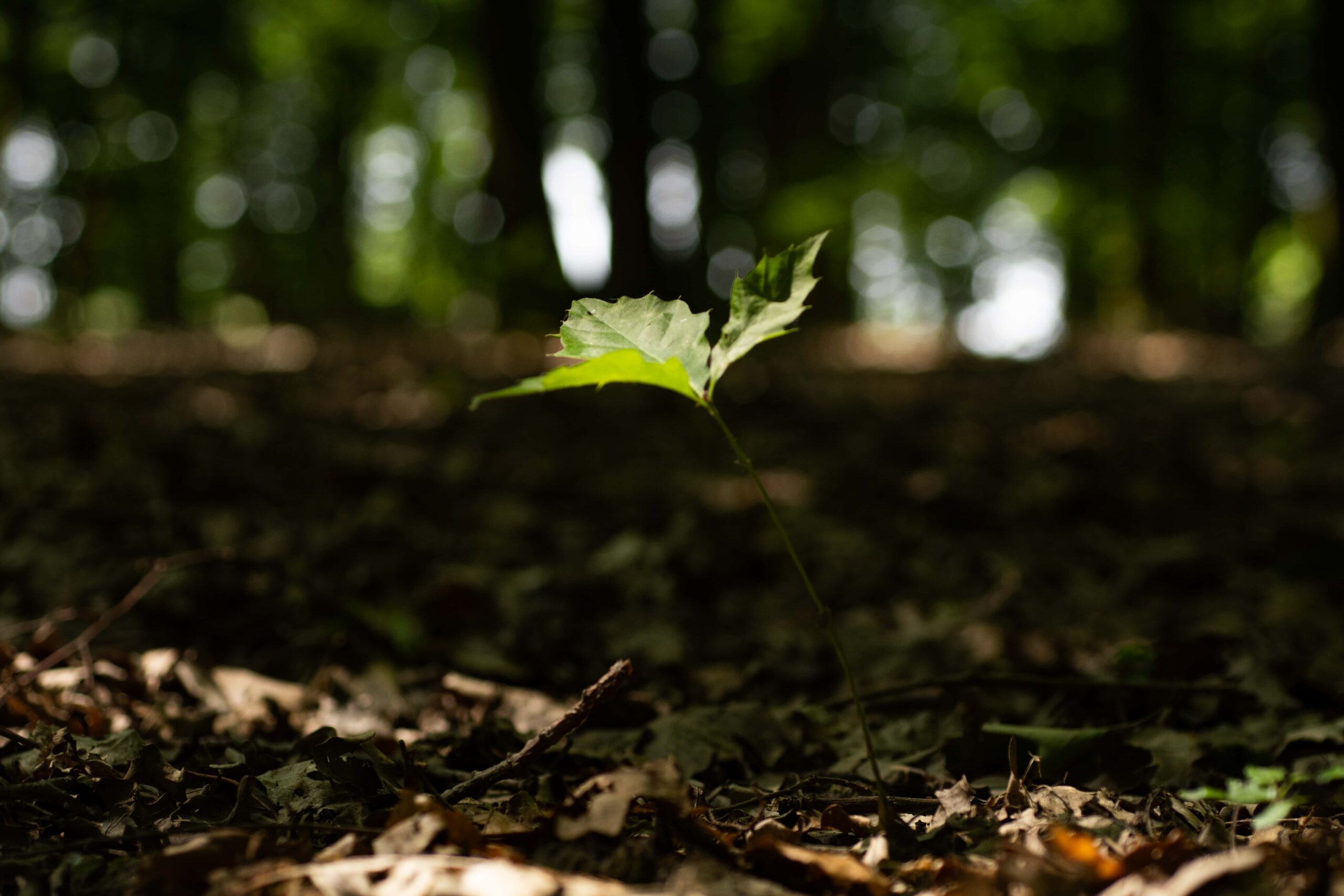 Junger Pflanzentrieb auf dem Waldboden vor unscharfem Hintergrund, darüber der Schriftzug "Vorsorge" und ein Link mit der Aufschrift "mehr erfahren".