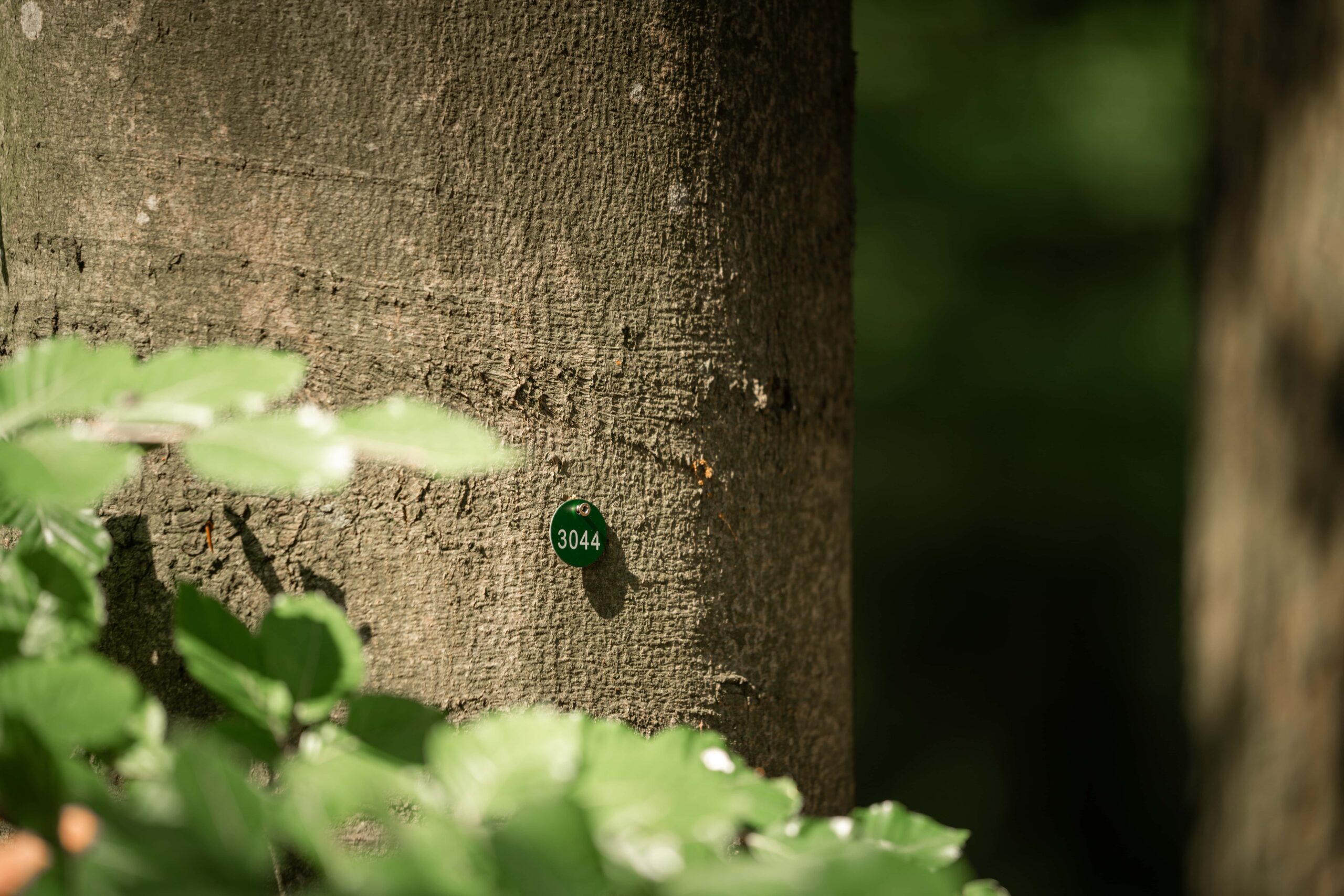 Ruhestätte an einem Gemeinschaftsbaum im Ruhewald Sandfort, umgeben von sanfter Natur, die einen friedlichen Ort für den letzten Abschied bietet.