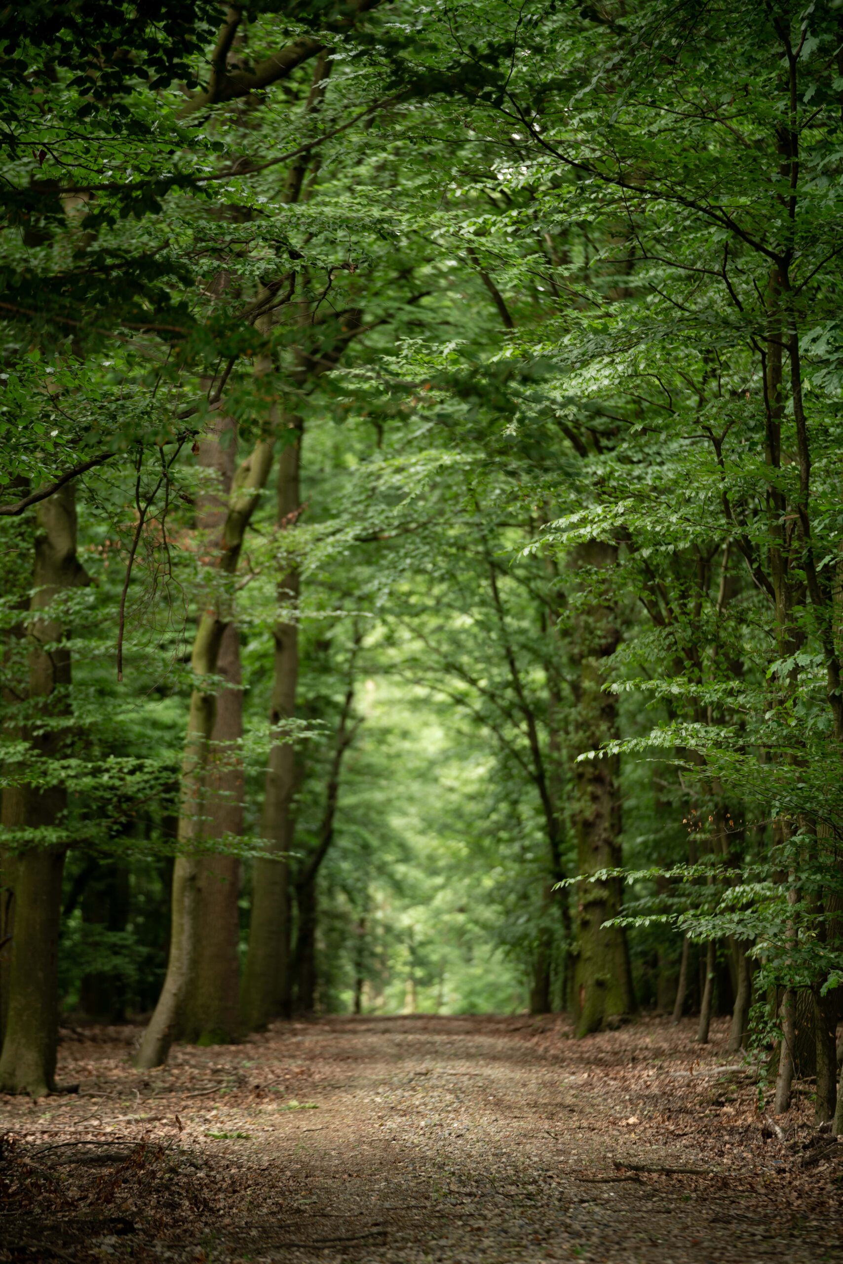 Waldweg von Bäumen gesäumt im Ruhewald Sandfort, darüber der Schriftzug "Führungen" und ein Link mit der Aufschrift "mehr erfahren".