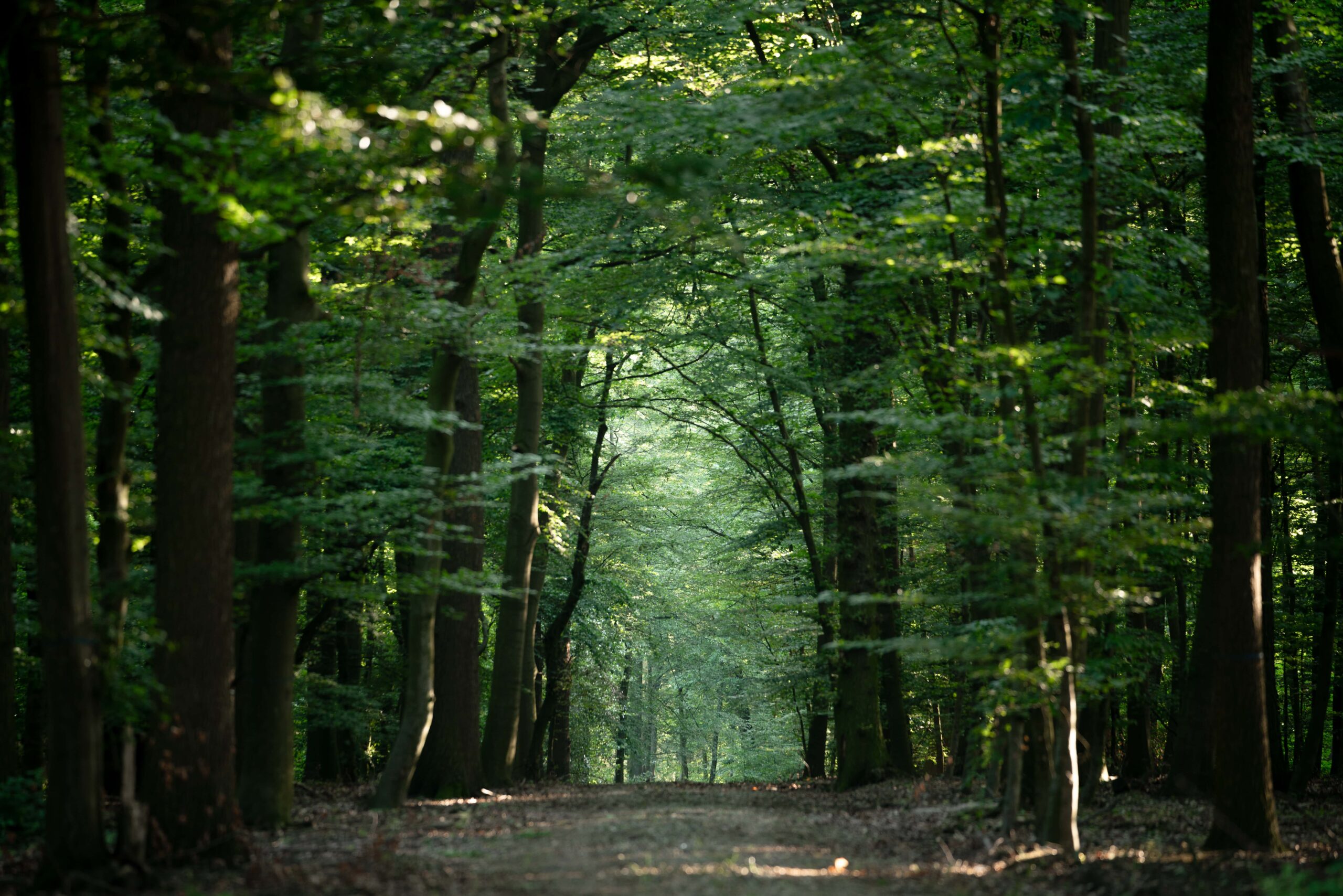 Der ruhige Waldweg im Ruhewald Sandfort, umgeben von dichten Bäumen und natürlicher Vegetation – ein einladender Ort der Stille und Besinnung.