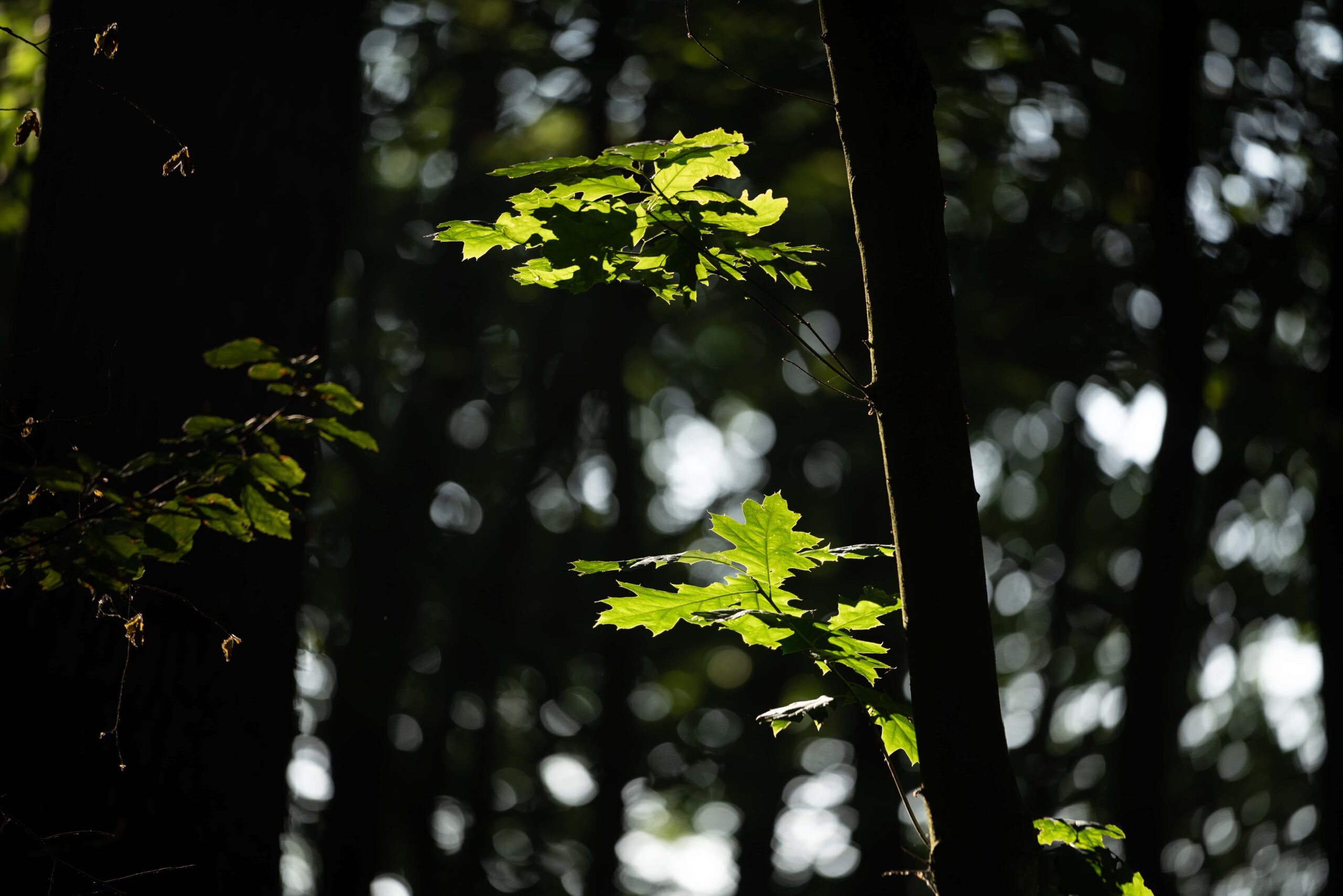 Ruhestätte am Schmetterlingsbaum im Ruhewald Sandfort, umgeben von blühender Natur, die einen einladenden und friedlichen Platz für den letzten Abschied bietet.