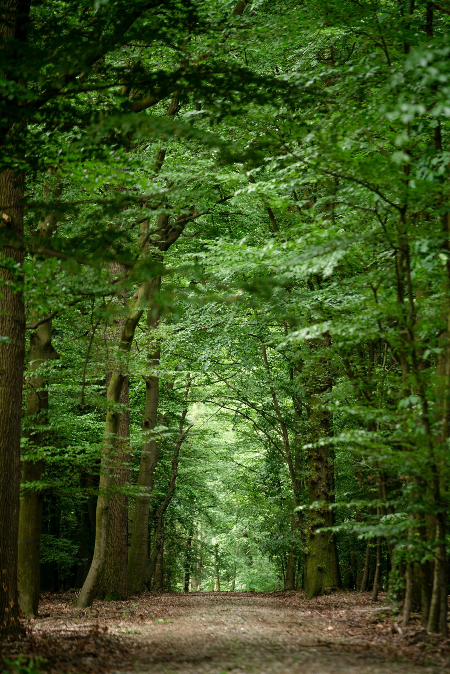 Atmosphärischer Waldweg im Ruhewald Sandfort, Olfen, mit hohen Buchen und üppigem grünen Blätterdach, natürliche Lichtstimmung im Frühlingswald.