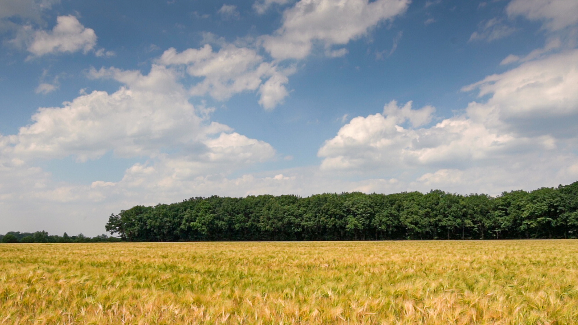 Ruhewald Sandfort in Olfen - Panoramaaufnahme mit goldenem Weizenfeld im Vordergrund, naturbelassenem Waldfriedhof im Hintergrund und sommerlichem Himmel mit weißen Wolken, friedvolle Naturbestattung.